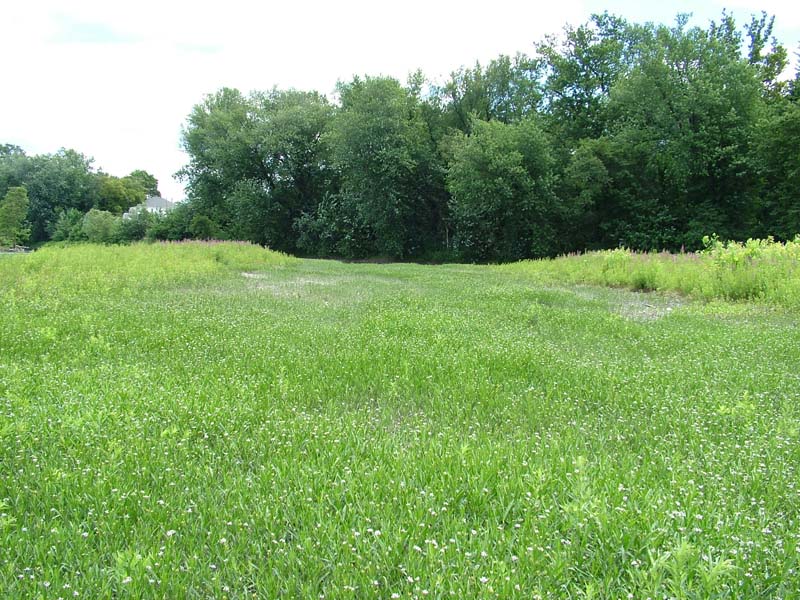 Water-willow - Smartweed Emergent Bed
